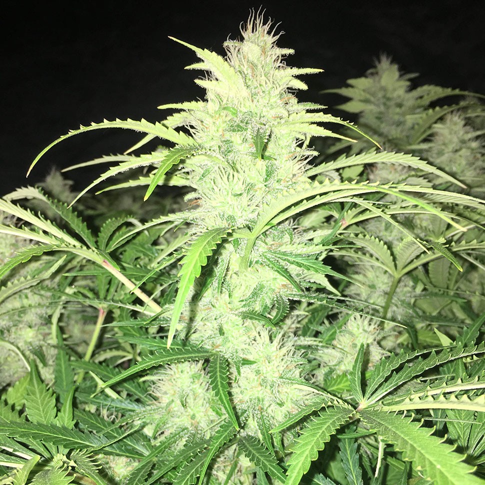 Семена ганжа  Auto Alter Ego feminised Neuro Seeds