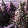 Семена ганжа  Irbis feminised Bang Seeds