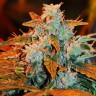 Семена ганжа  Irbis feminised Bang Seeds