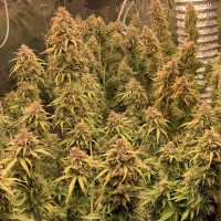 Irbis feminised Bang Seeds