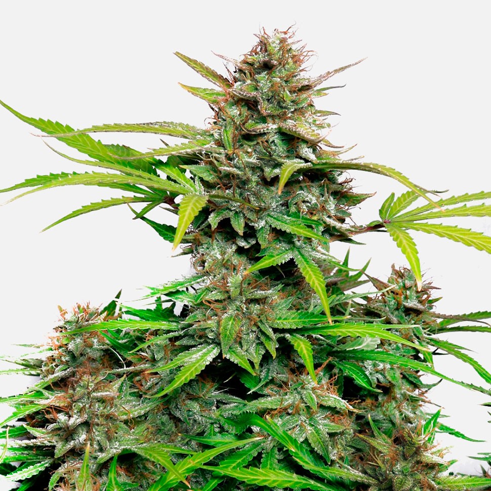 Семена конопли  Auto Snow Queen feminised Ganja Seeds