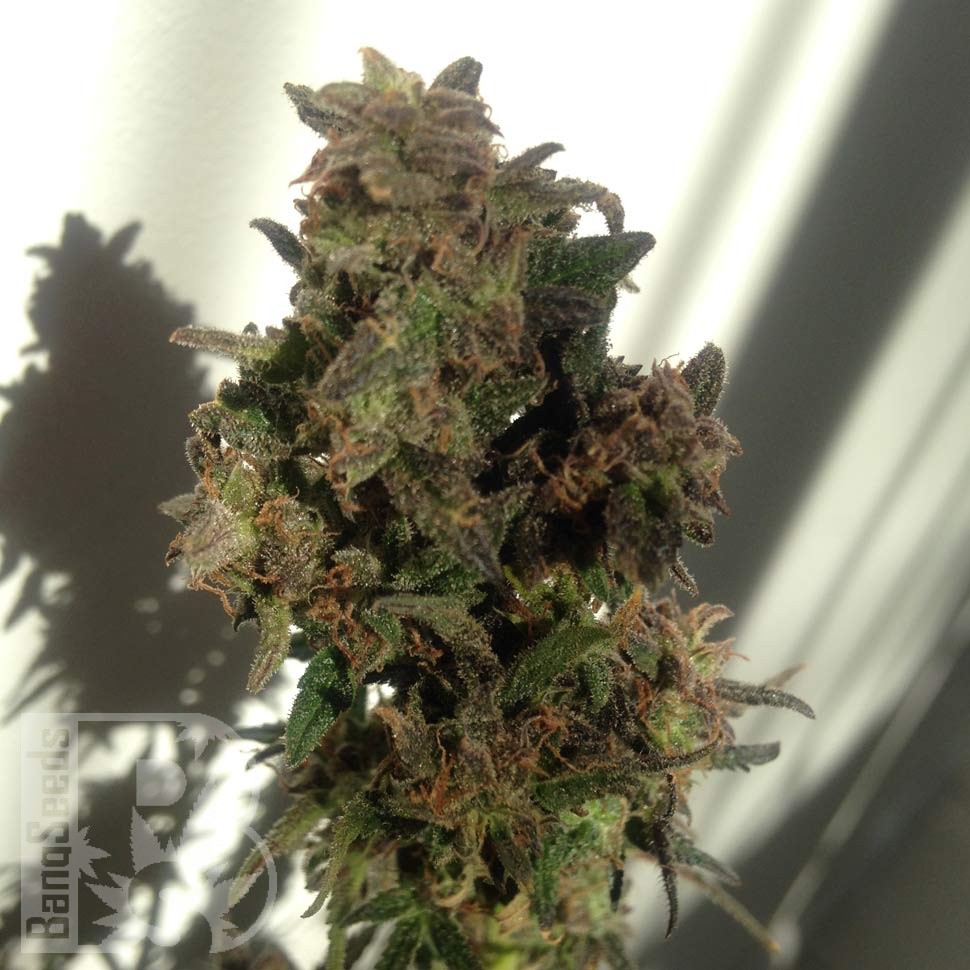 Семена  Auto Galaktika feminised Ganja Seeds