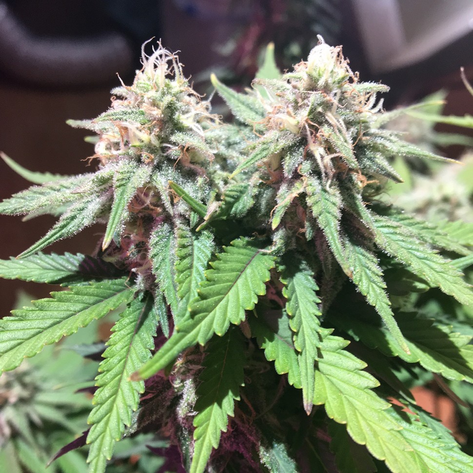 Семена каннабиса  M8 feminised Ganja Seeds