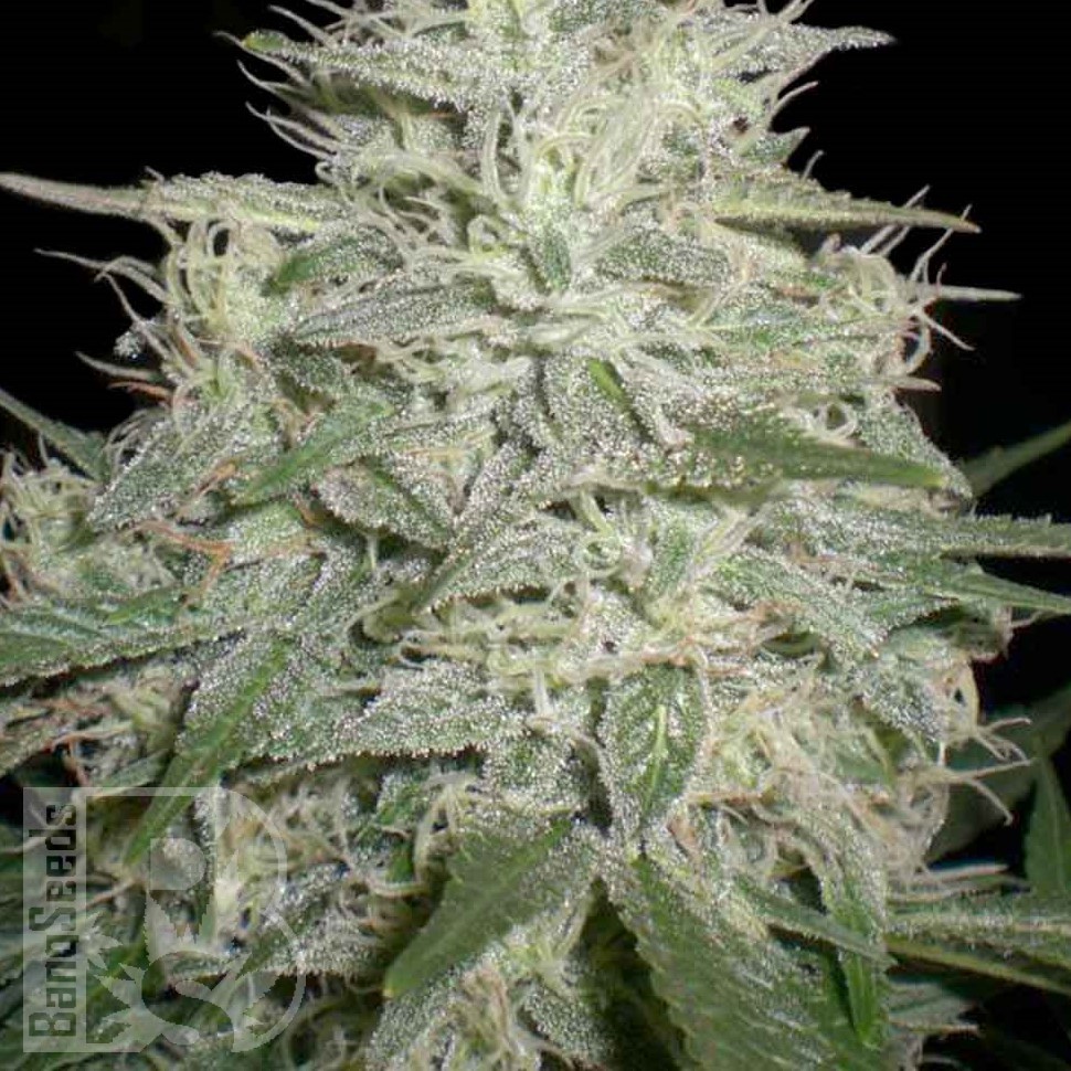 Семена каннабиса  M8 feminised Ganja Seeds