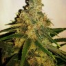 Семена каннабиса  M8 feminised Ganja Seeds