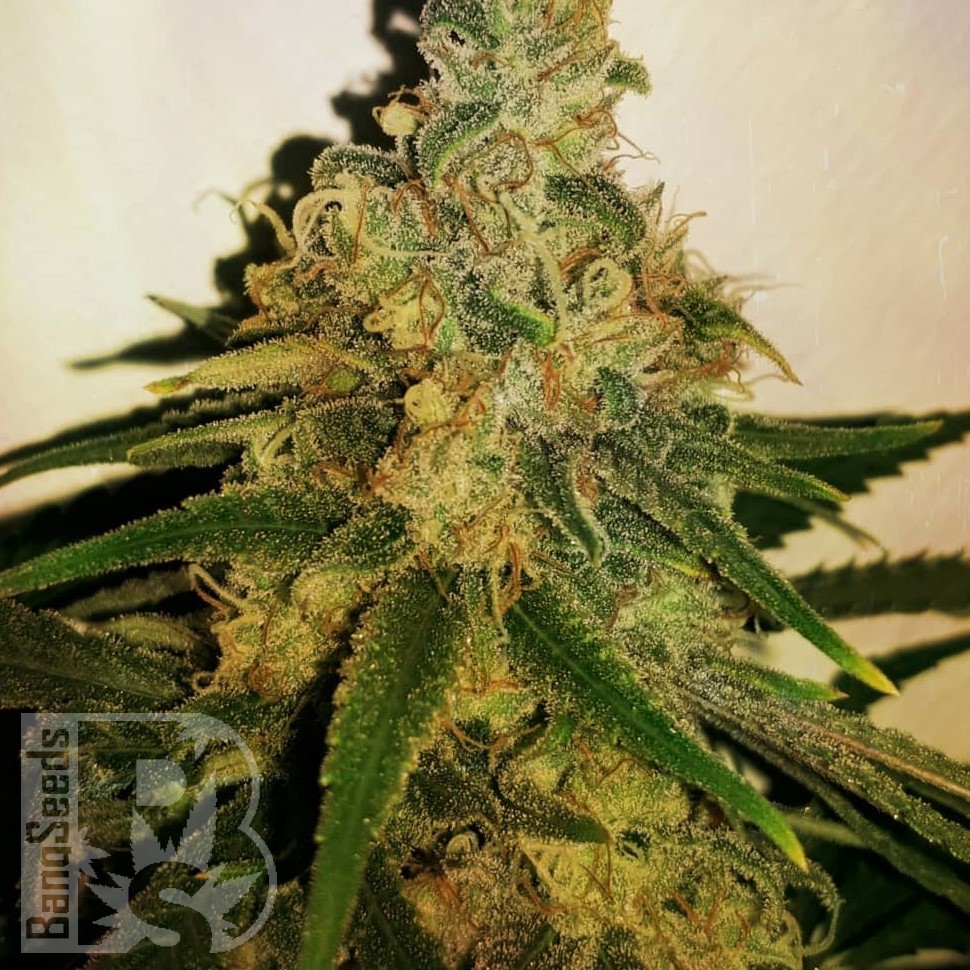 Семена каннабиса  M8 feminised Ganja Seeds