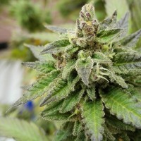 Ladyburn 1974 feminised Ganja Seeds