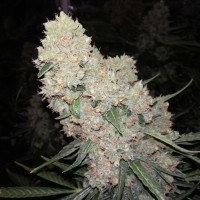 Auto Creative Reactor feminised Neuro Seeds