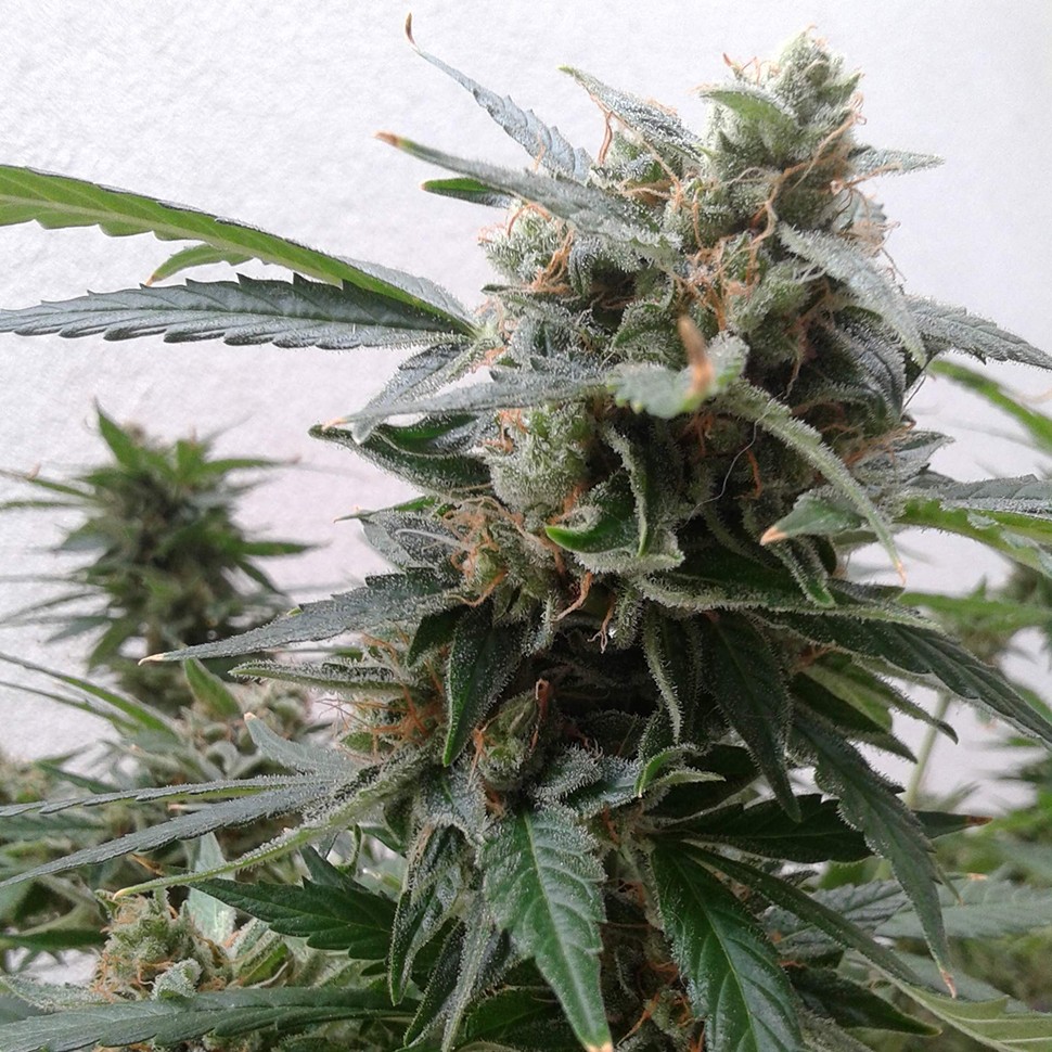 Семена  Auto Magnum feminised Ganja Seeds