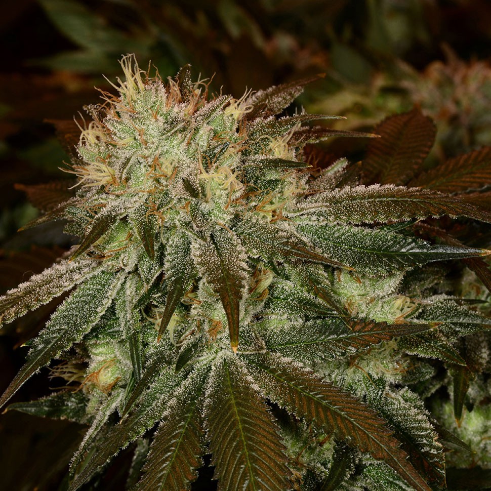 Семена каннабиса  Cheese feminised Ganja Seeds