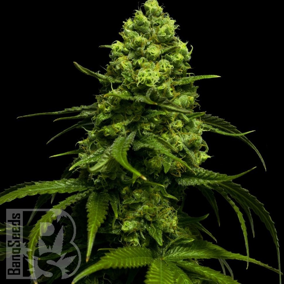 Семена каннабиса  Jasybay feminised Bang Seeds