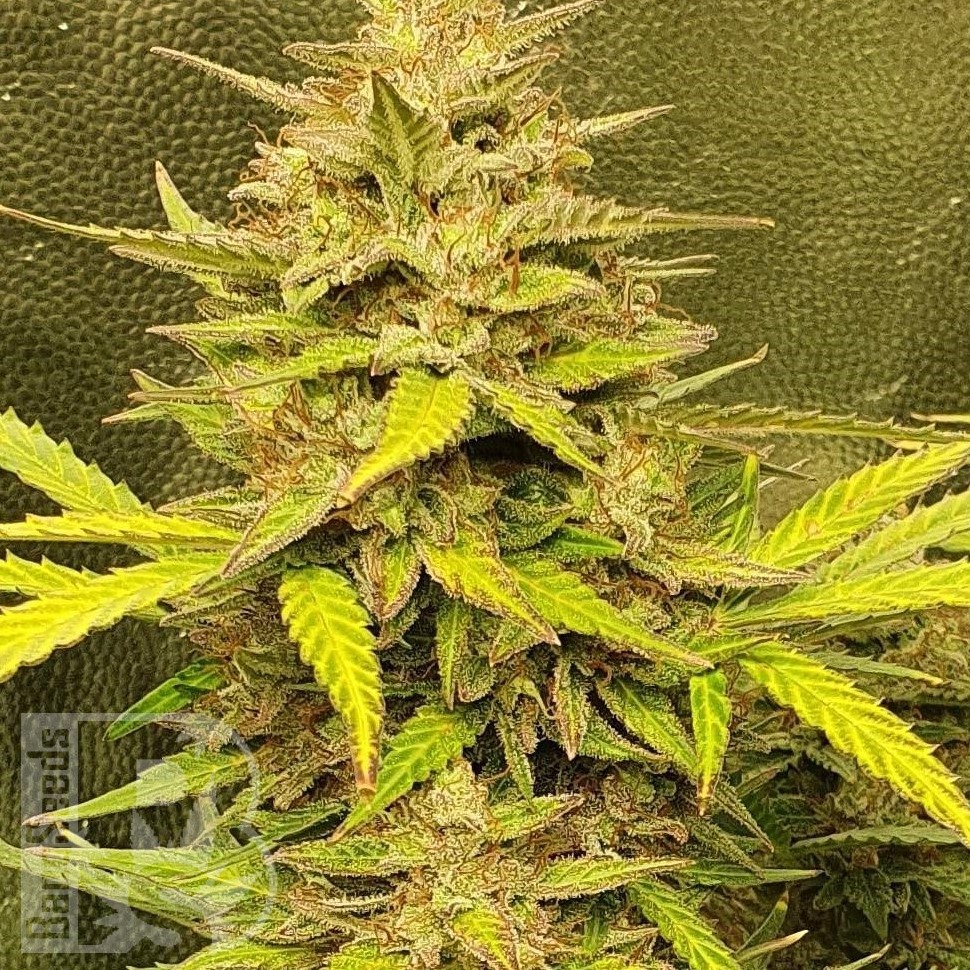 Семена каннабиса  Jasybay feminised Bang Seeds
