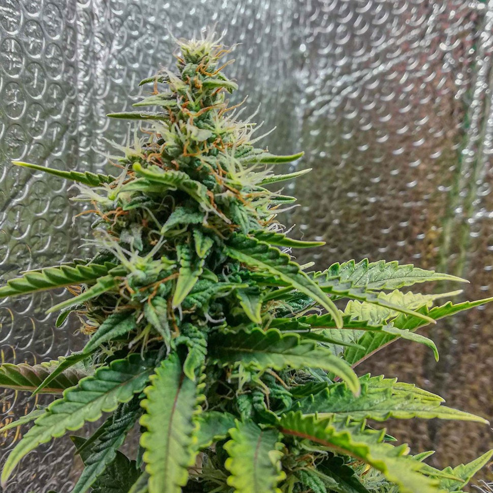 Семена  Auto Royal AK feminised Ganja Seeds