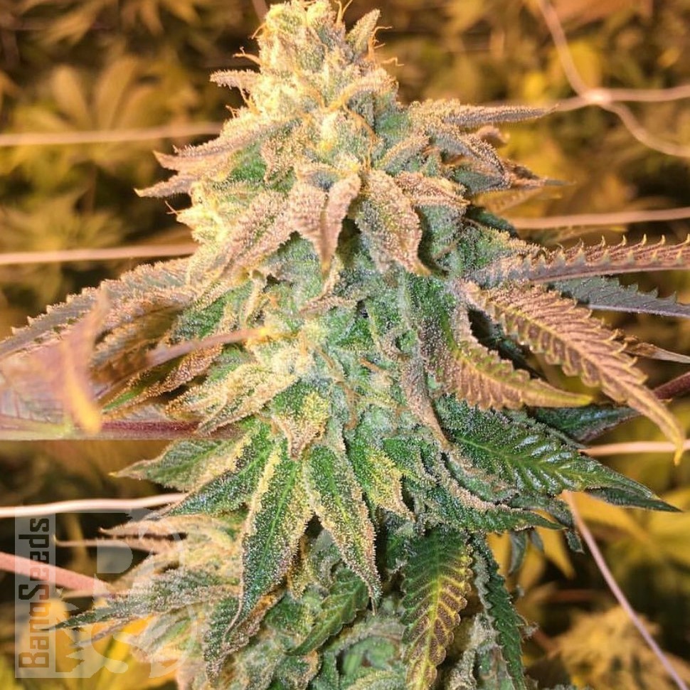 Hawaiian Snow feminised Ganja Seeds