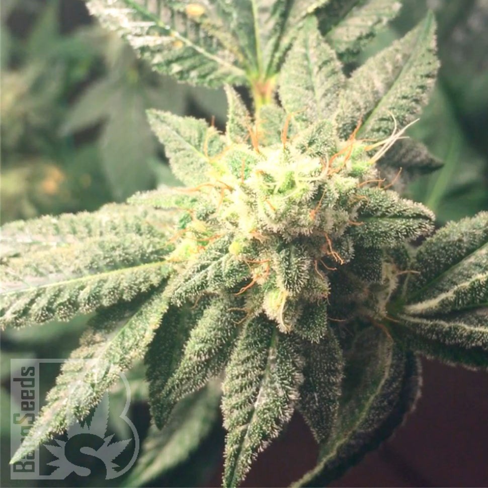 Семена марихуаны  Hell's Angel OG feminised Ganja Seeds