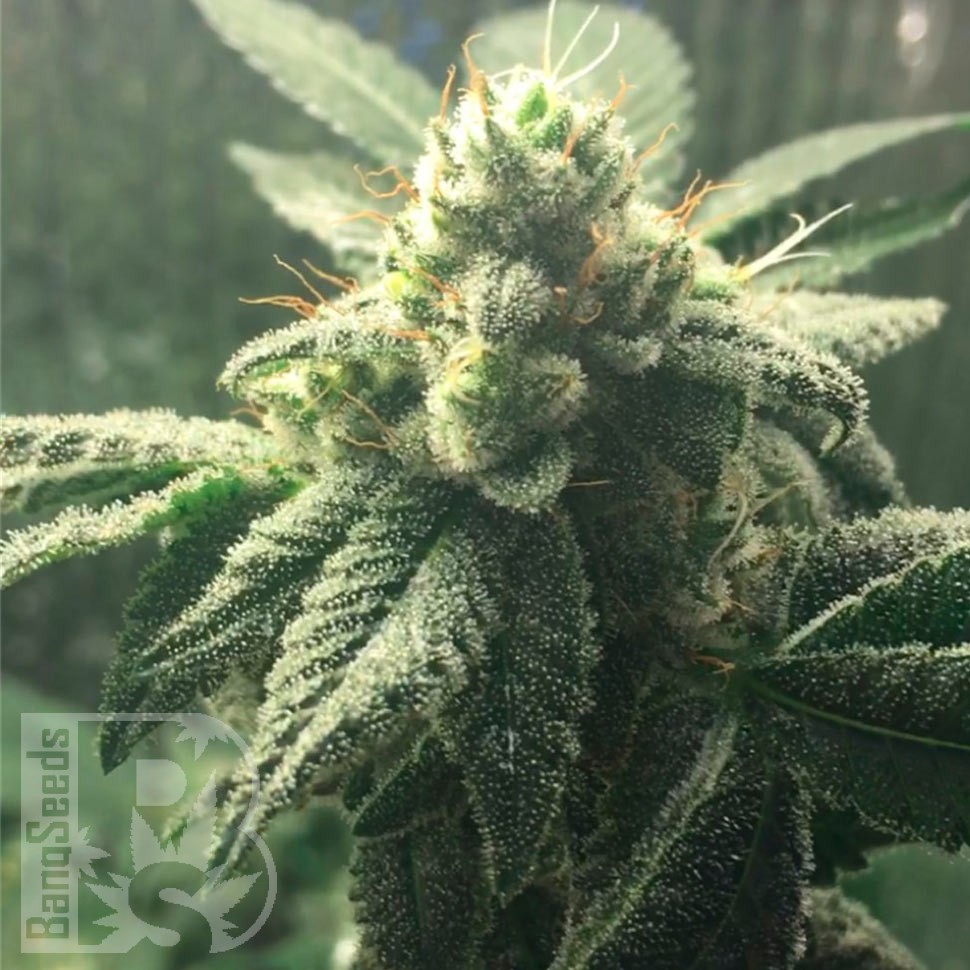 Семена марихуаны  Hell's Angel OG feminised Ganja Seeds