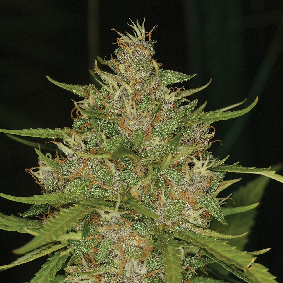 Семена конопли  Chill OM feminised Ganja Seeds
