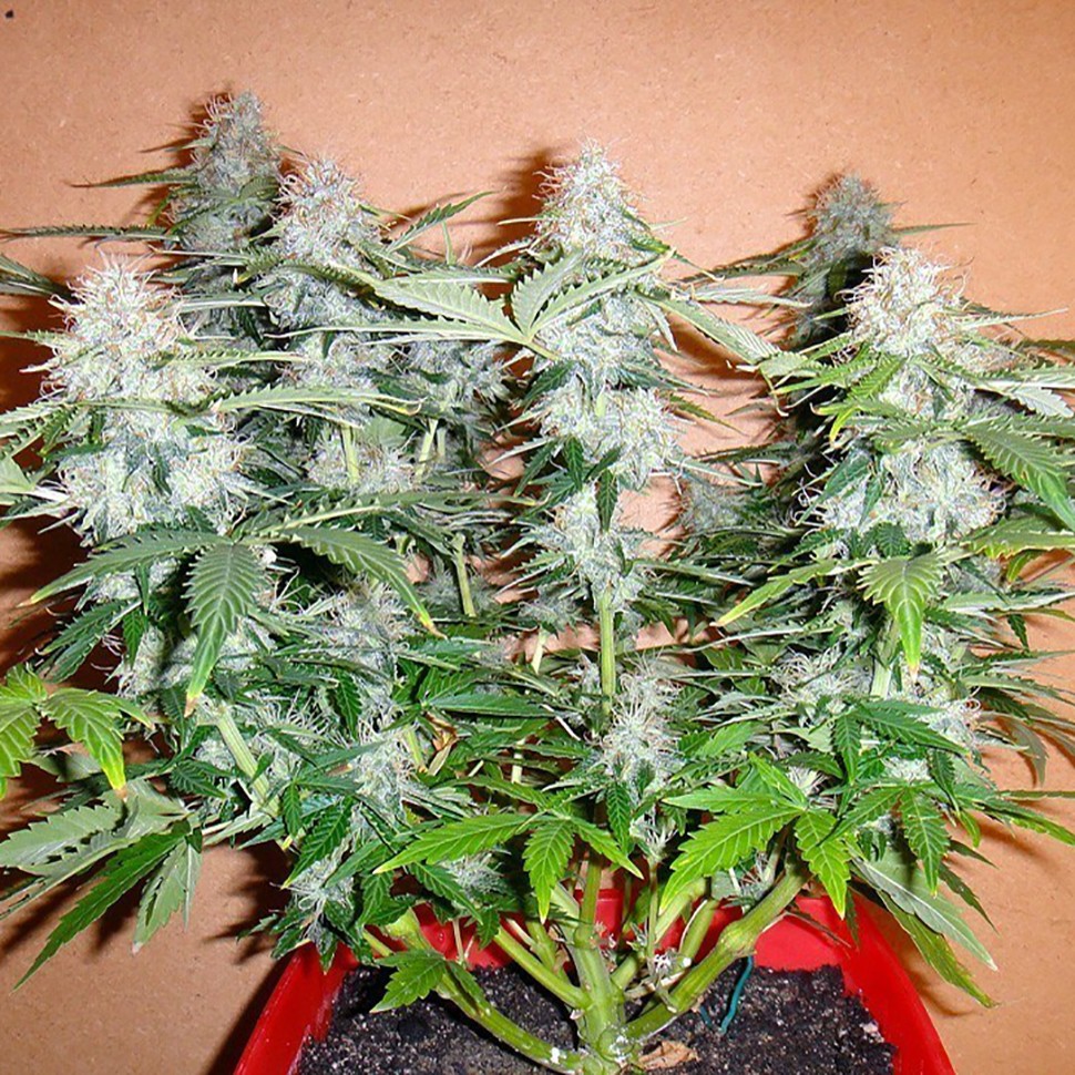 Семена  Auto Alakol feminised Bang Seeds