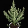 Семена  Auto Alakol feminised Bang Seeds