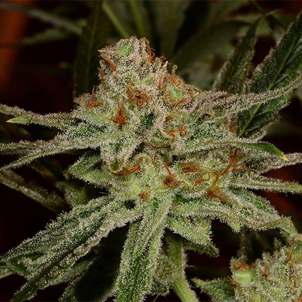 Семена конопли  Karakum feminised Bang Seeds