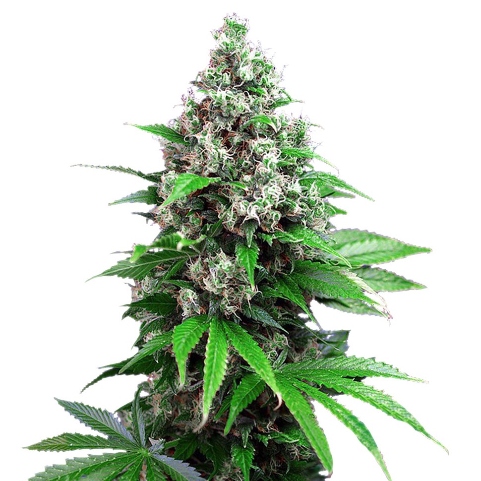 Семена ганжа  Auto Killer Kush feminised Ganja Seeds
