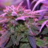 заказать семена конопли курьером Critical Sensi Star feminised