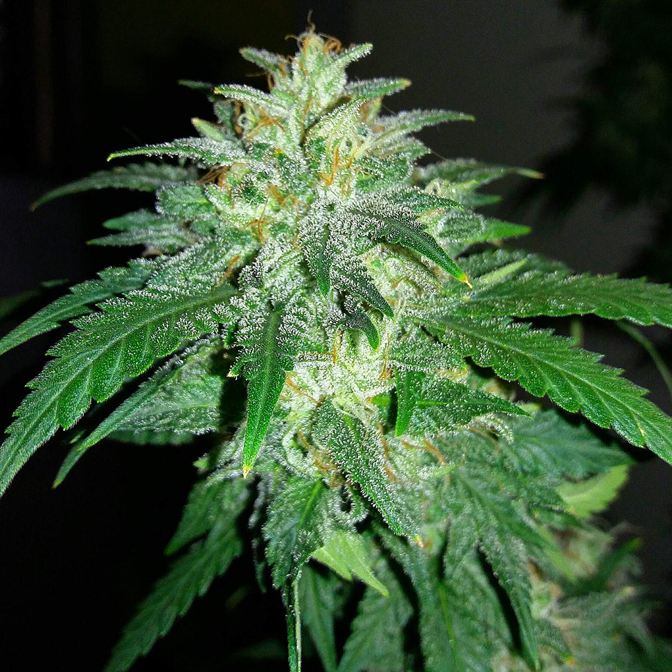 Семена  Auto Bubba Kush feminised Ganja Seeds