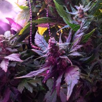 Auto Himalaya Blue Diesel feminised Ganja Seeds