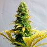 Семена каннабиса  Critical CBG feminised Ganja Seeds