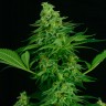Семена каннабиса  Critical CBG feminised Ganja Seeds