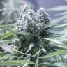 Семена каннабиса  Critical CBG feminised Ganja Seeds