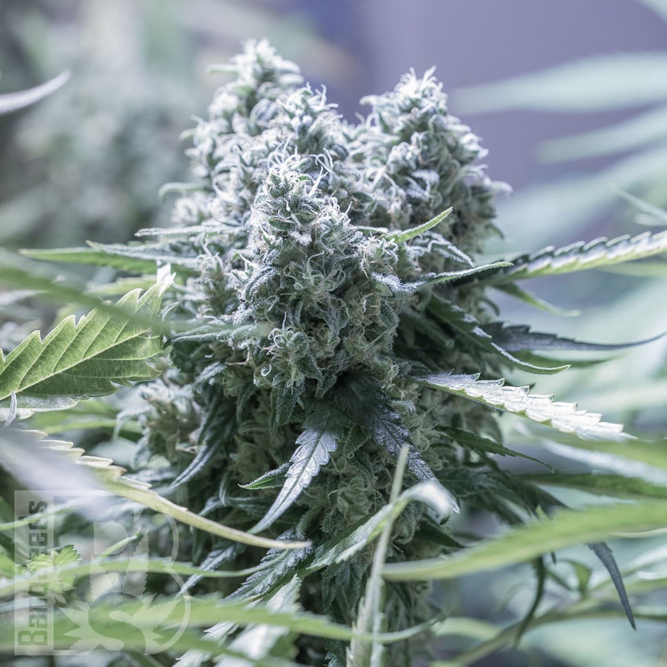 Семена каннабиса  Critical CBG feminised Ganja Seeds