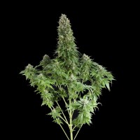 White Siberian feminised Ganja Seeds