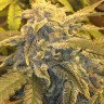Семена конопли  Auto Atameken feminised Bang Seeds