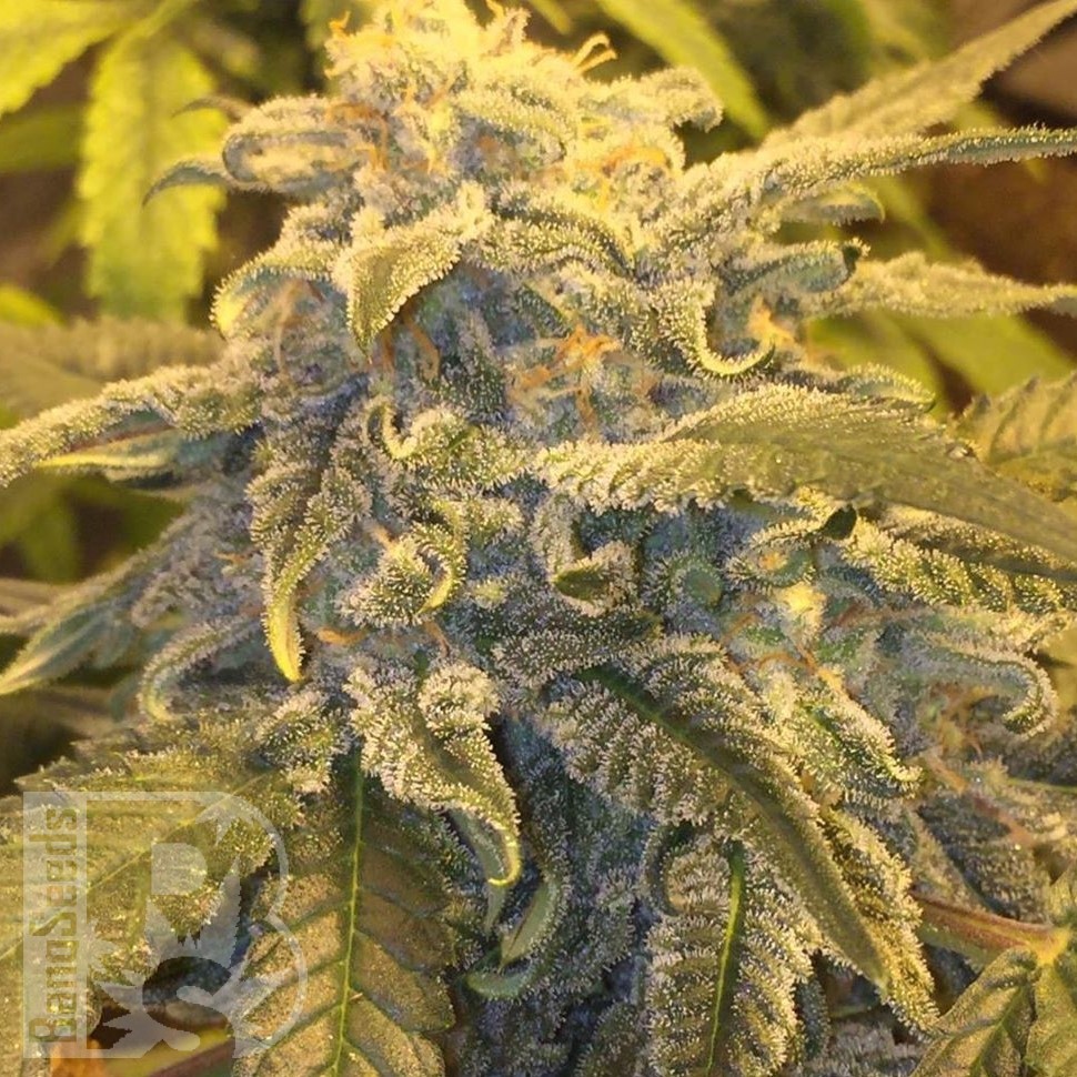 Семена конопли  Auto Atameken feminised Bang Seeds