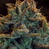 Семена конопли  Auto Atameken feminised Bang Seeds