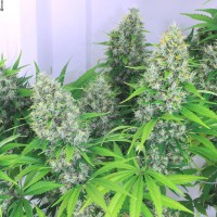 Karatal feminised Bang Seeds