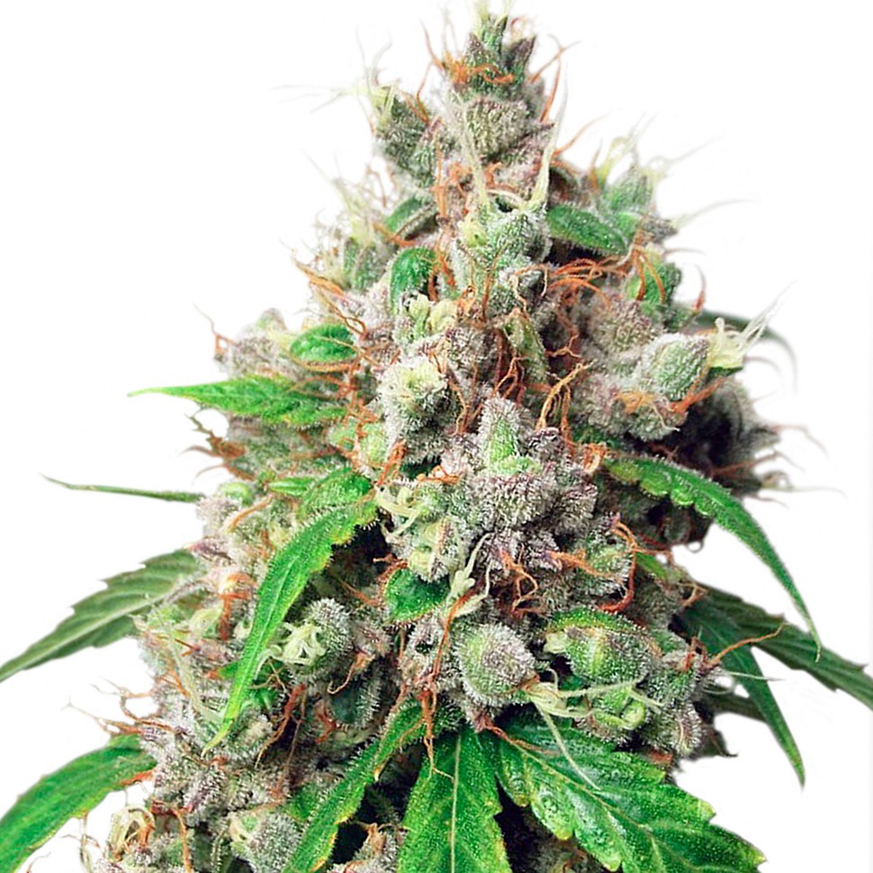 Семена конопли  Auto Euforia feminised Ganja Seeds