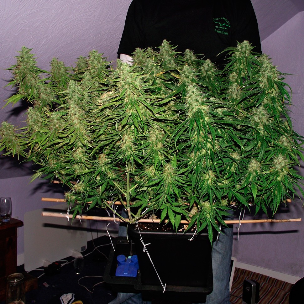 Семена каннабиса Auto Blue Mazar feminised Ganja Seeds