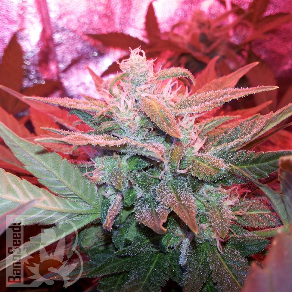 Семена  Auto Haze 2.0 feminised Ganja Seeds