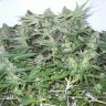 заказать семена конопли наложенным платежом White Widow feminised