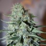 купить семена конопли в Украине White Widow feminised