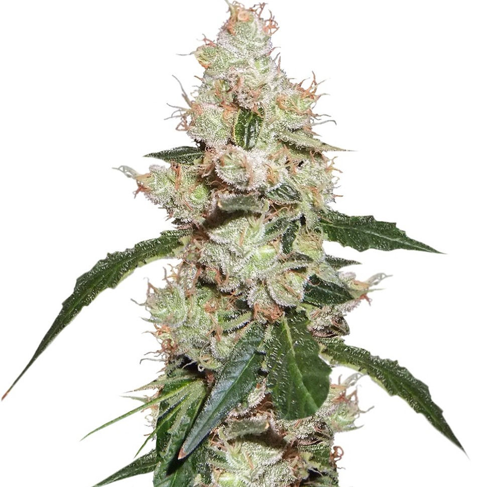 Семена марихуаны  White Widow feminised Ganja Seeds