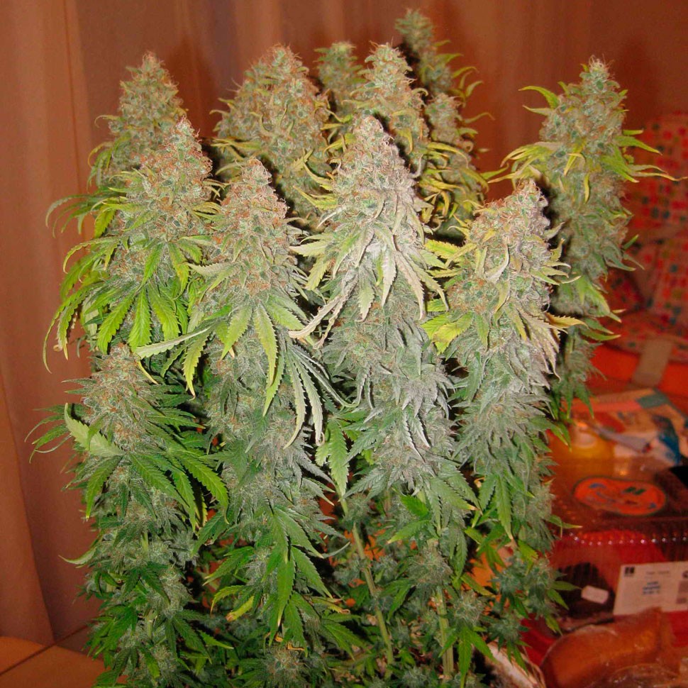 Недорогие семена конопли оптом White Widow feminised Ganja Seeds