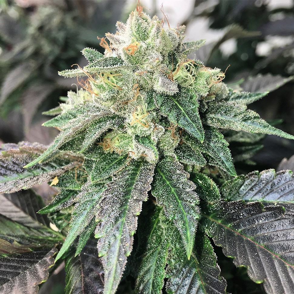 Семена конопли  Spaceman Skunk feminised Ganja Seeds
