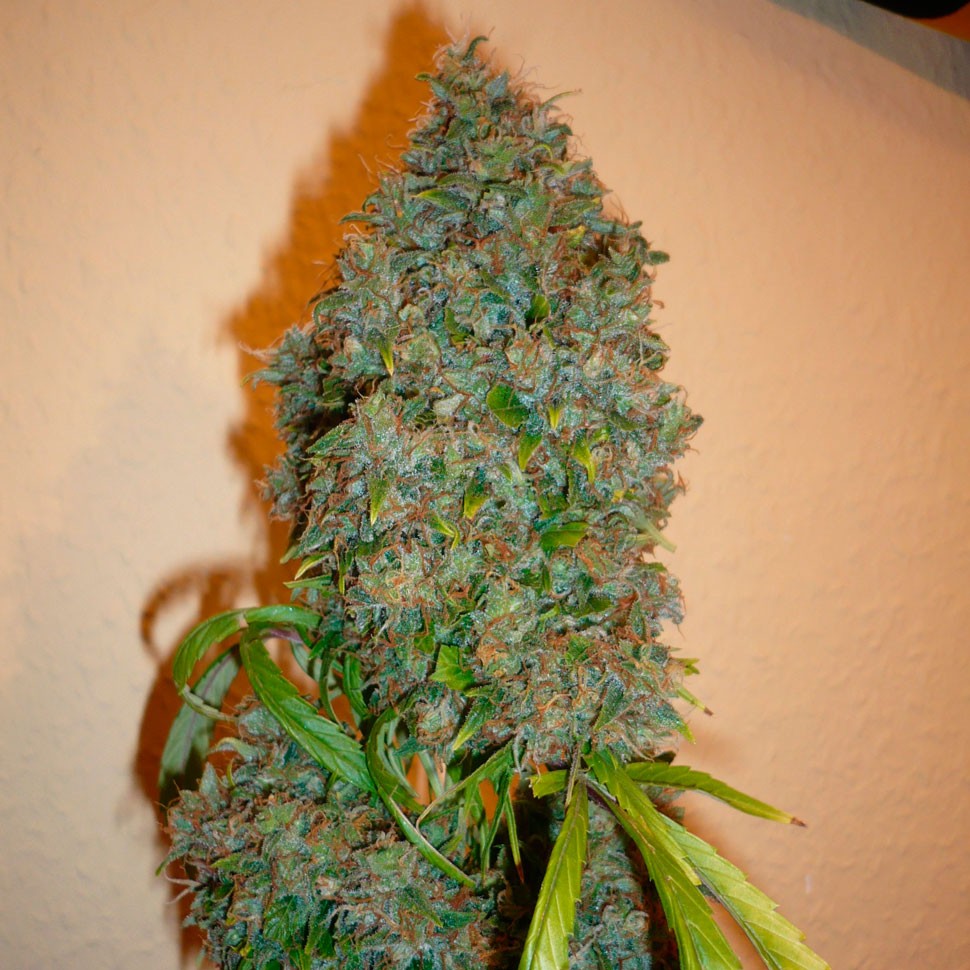 Семена марихуаны  Auto Kali Mist feminised Ganja Seeds