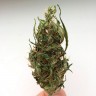купить семена конопли в оригинальных упаковках Auto Kali Mist feminised