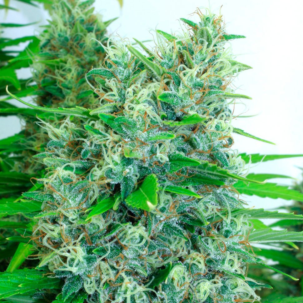 купить семена конопли  феминизированные Auto Kali Mist feminised