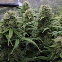 Kenepshep feminised Bang Seeds