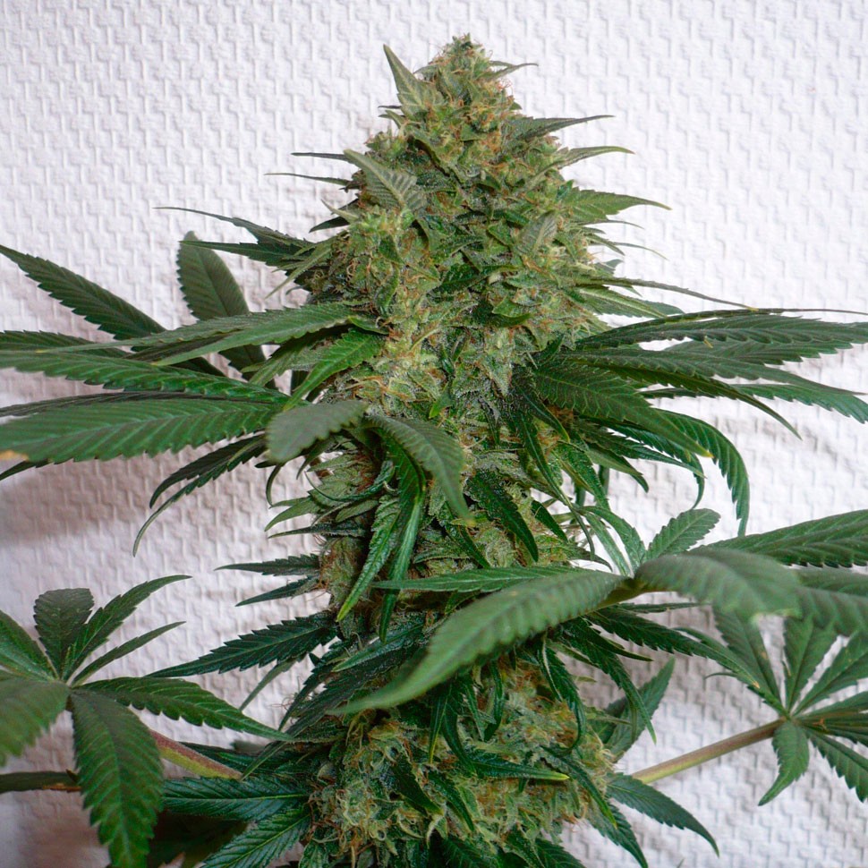Семена  Auto Mohan Ram feminised Ganja Seeds